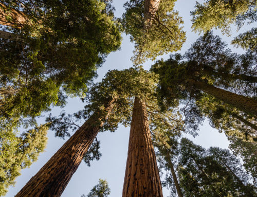 Weekend Musings, Giant Sequoia’s and Author Jon Mooallem’s Perspective