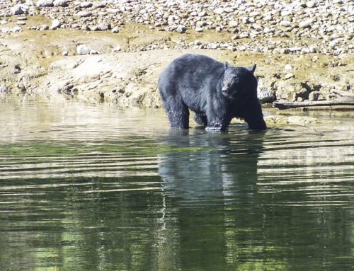 Can Hibernation Teach Us Something About Management and Planning?